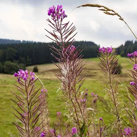Near The Schwarza Valley Grossbreitenbach